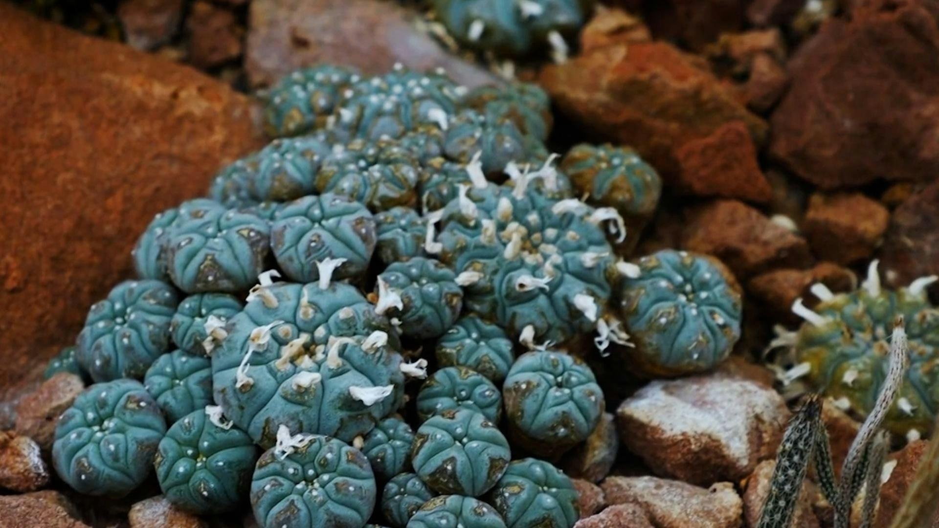 Peyote Guide: Effects, Uses, And Cultural Significance Of The Psychedelic Cactus