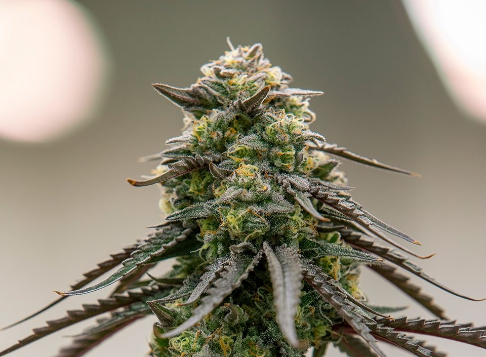 What Are Limonene Strains?