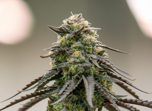 What Are Limonene Strains?