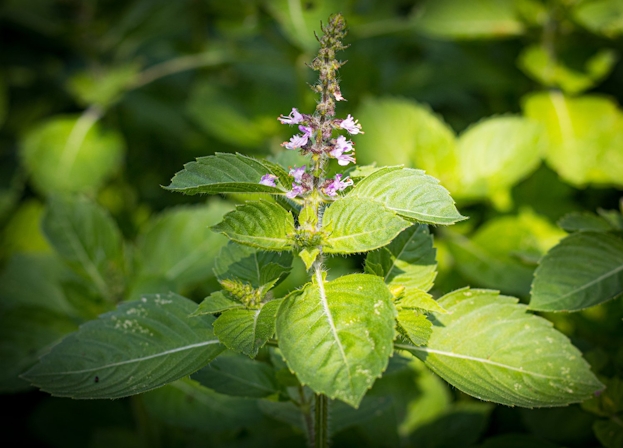 7 Herbs For Stress Relief And Mental Clarity