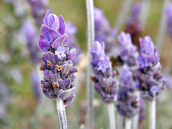 7 Herbs For Stress Relief And Mental Clarity