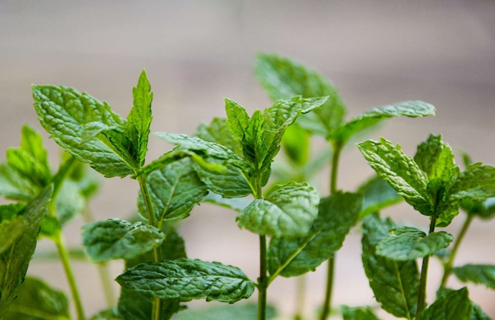 7 Herbs For Stress Relief And Mental Clarity