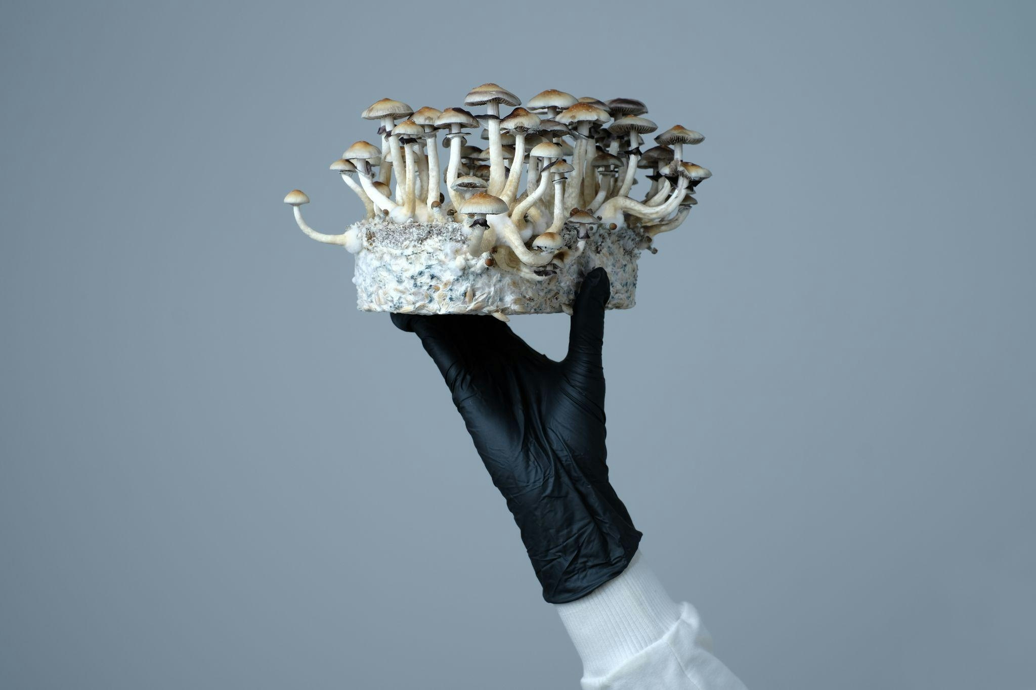 What Do Magic Mushrooms Do To The Brain?