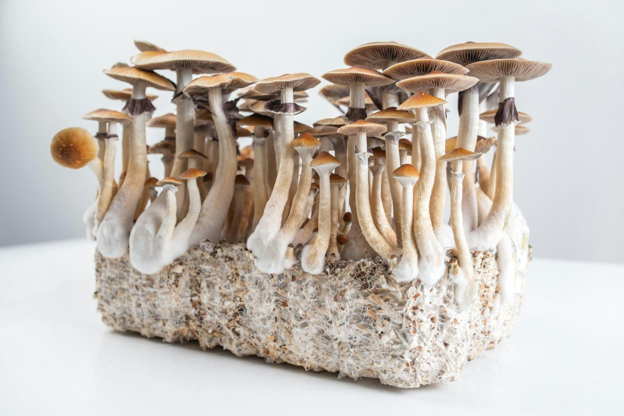 What Do Magic Mushrooms Do To The Brain?