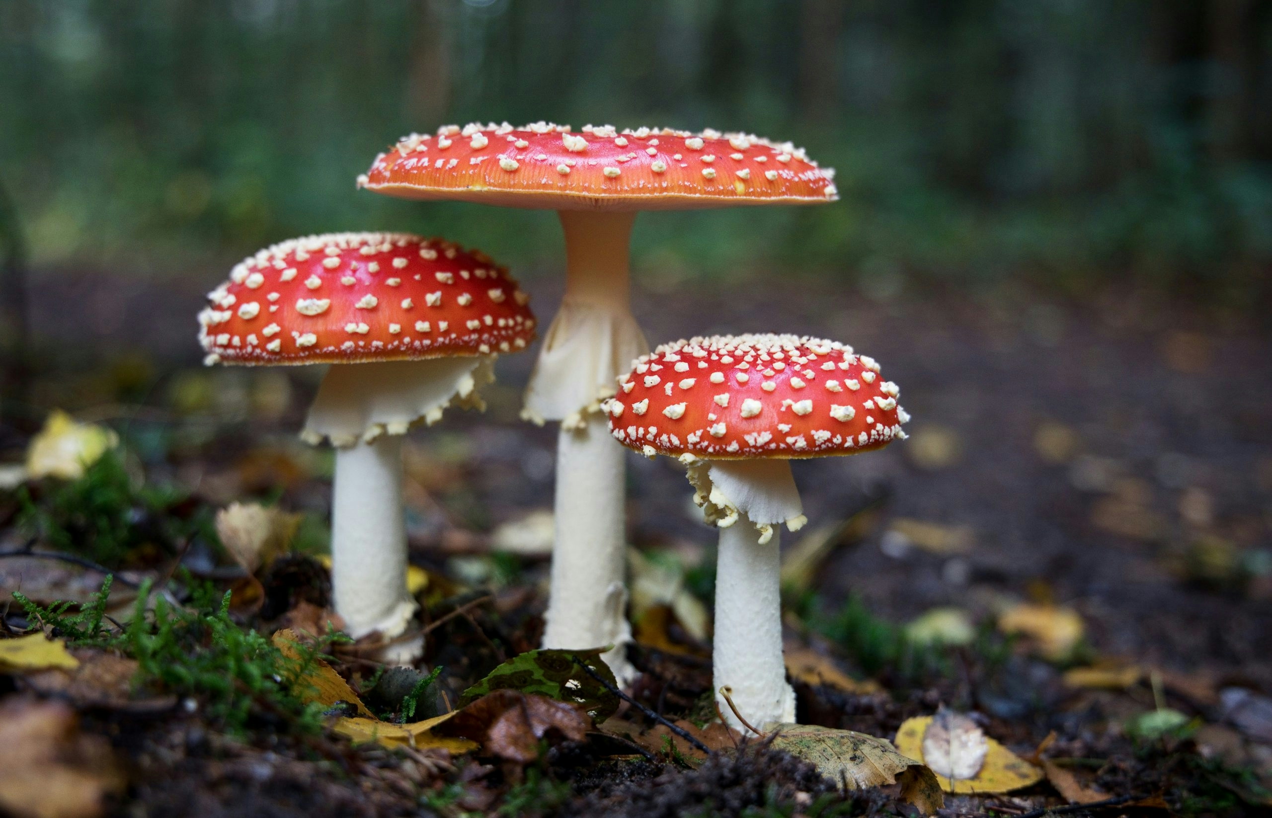 Are Amanita Mushroom Gummies Safe?