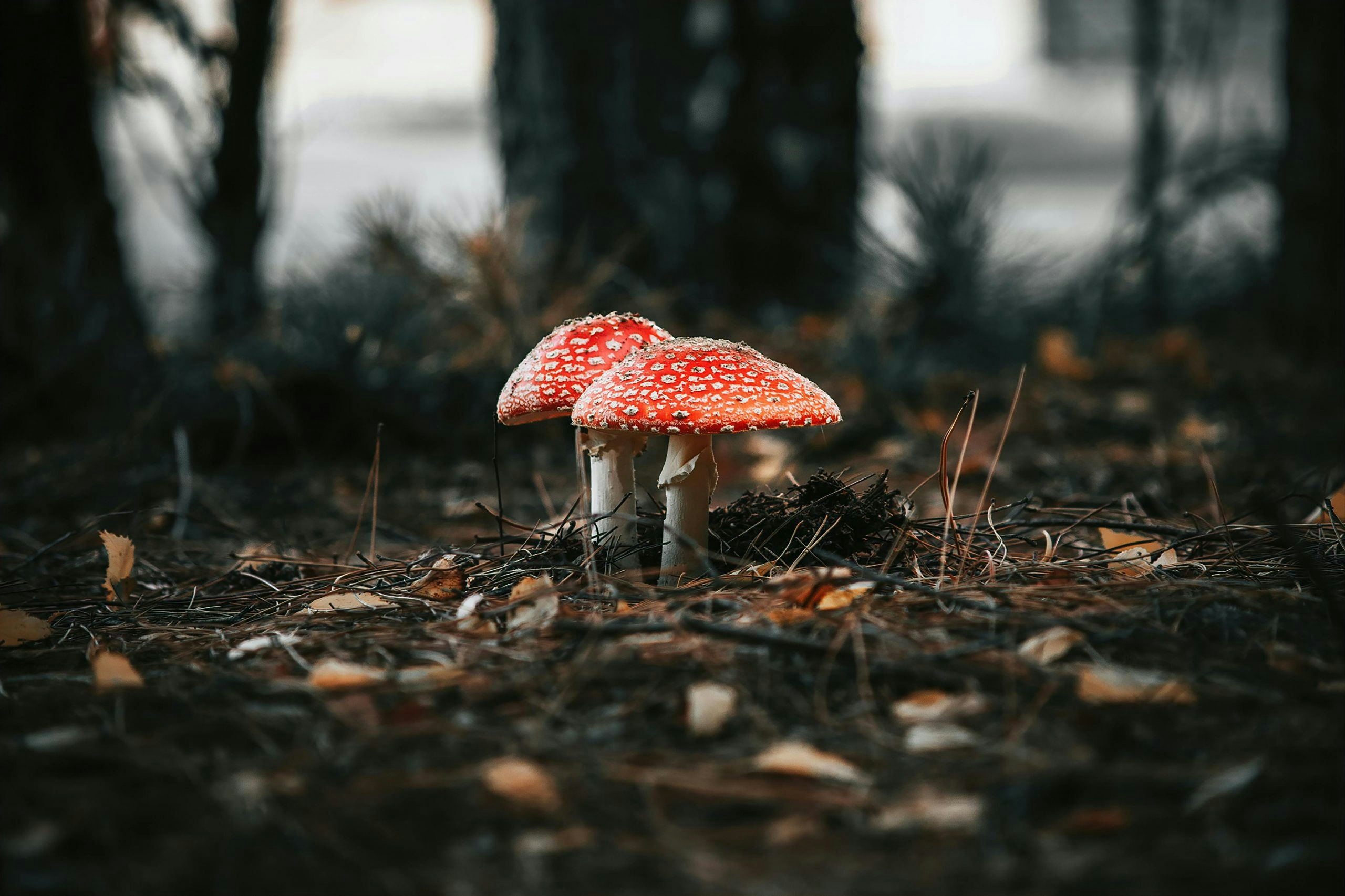 Are Amanita Mushroom Gummies Safe?