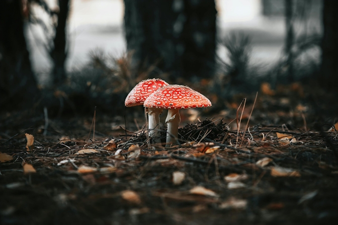 Are Amanita Mushroom Gummies Safe?