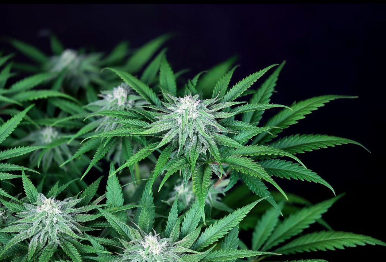 Grower’s Gift: 4 Exotic Seeds To Delight Any Grower