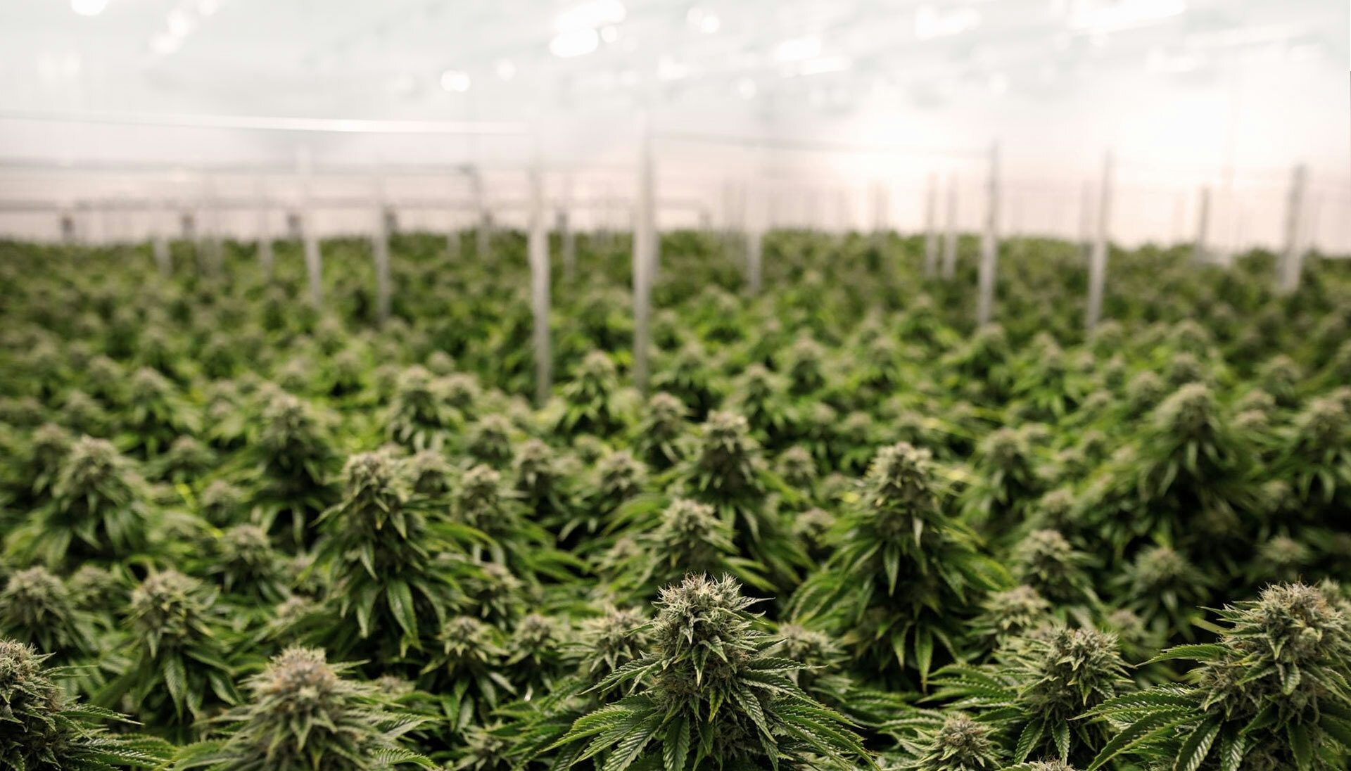 Best Dispensaries In Forest Grove, OR