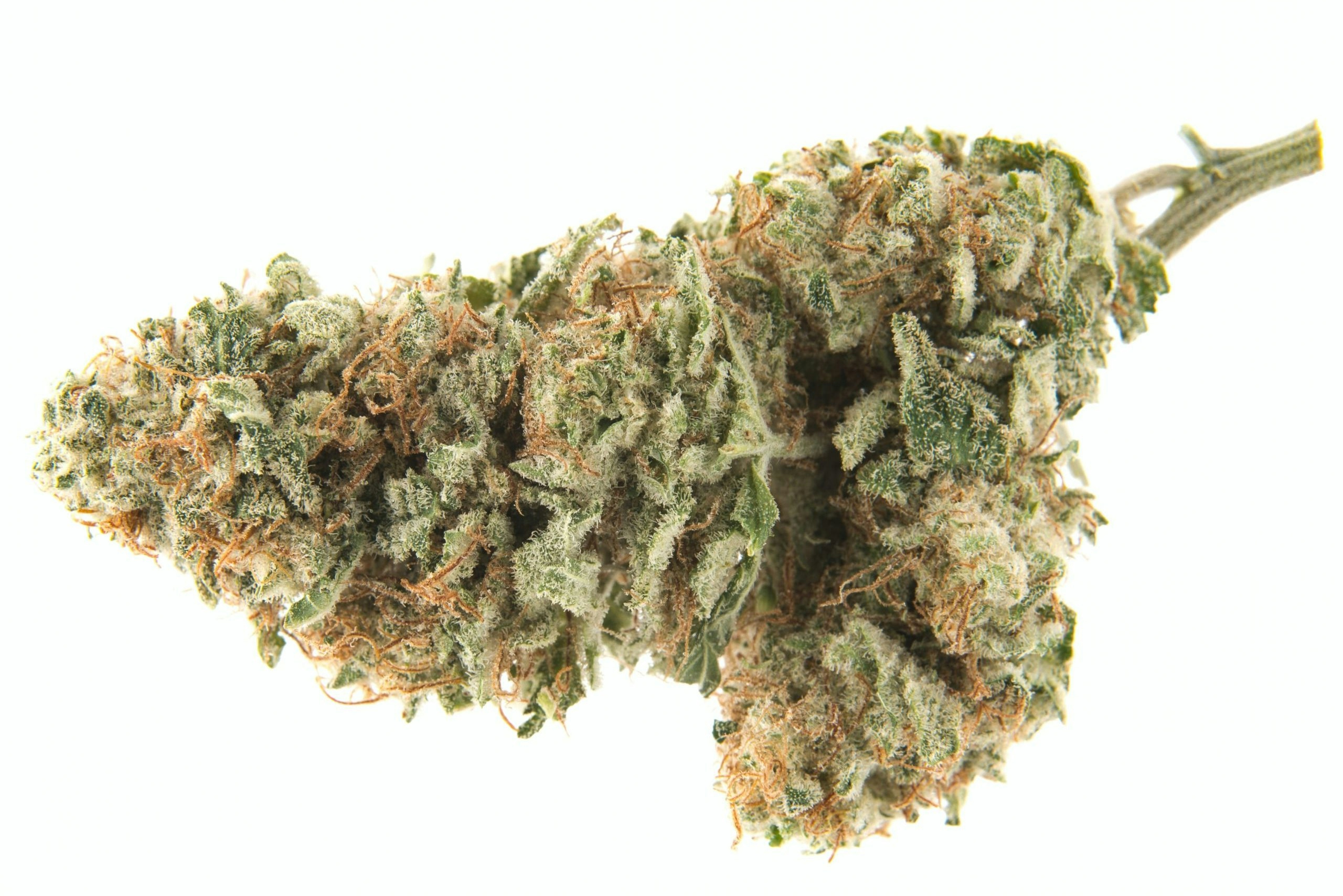 10 Must Try Cannabis Strains In 2025