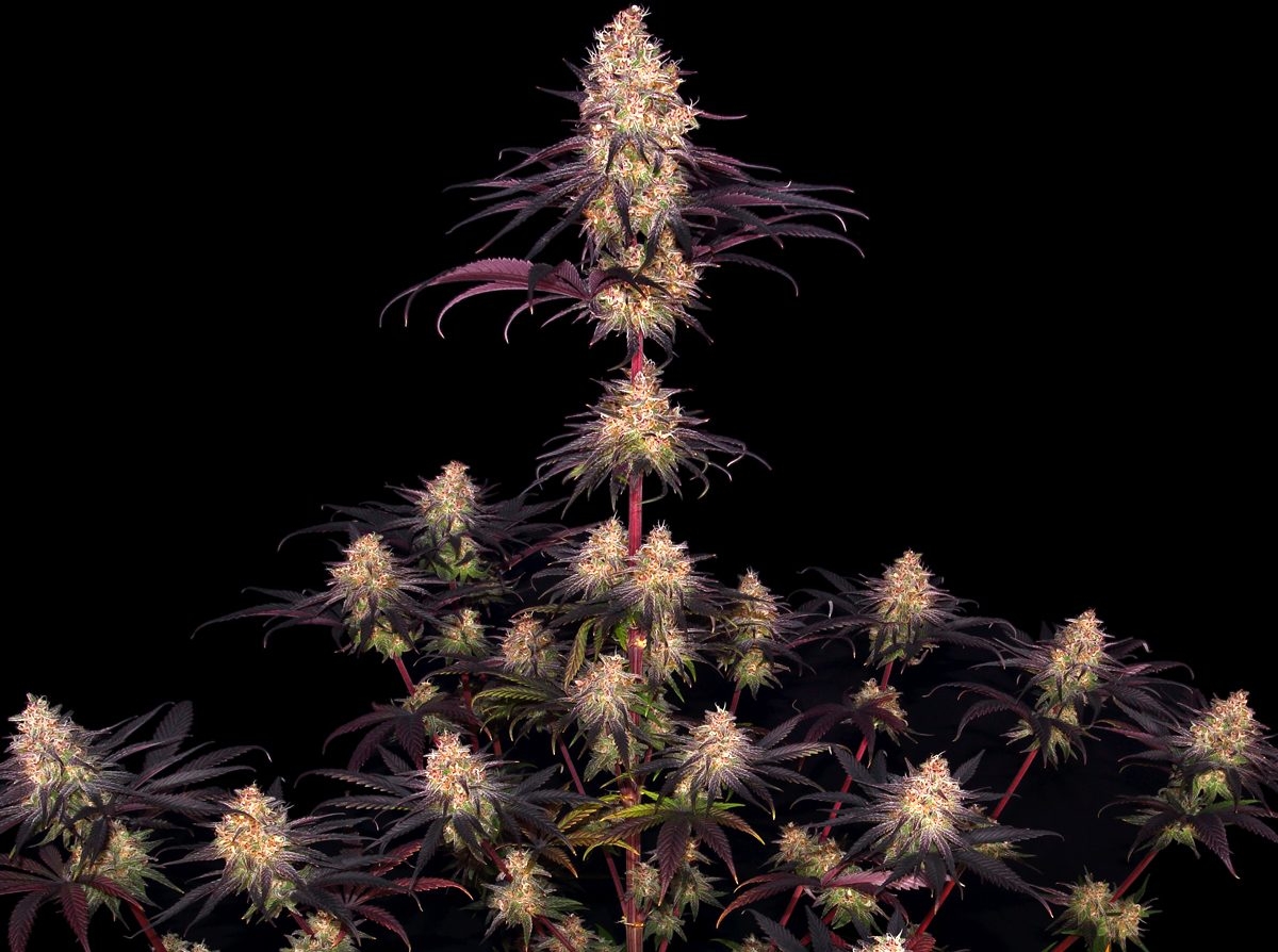 Epic Strains To Grow In 2024   414933716 241779245607690 3080724333929792867 N E1704310022489 