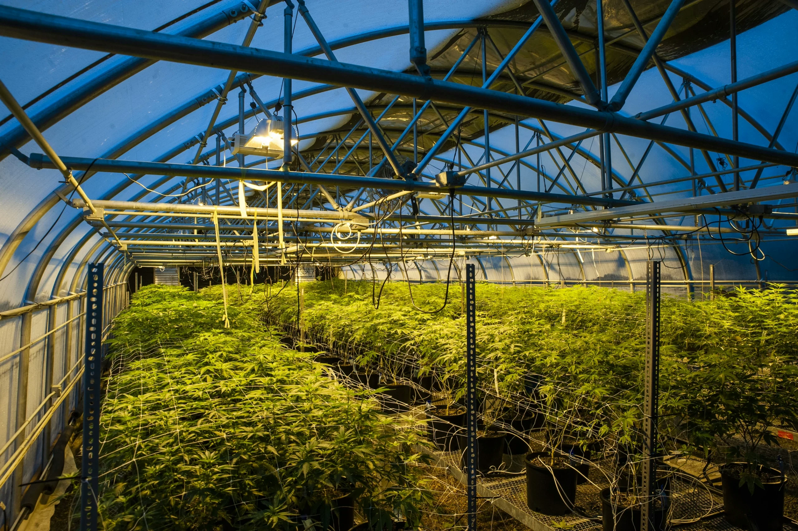 Growing Light Dep Weed: Your Guide To Cultivating Potent Buds