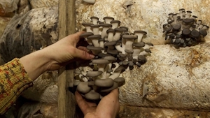 Scientists Reveal Magic Mushrooms Existed For Over 60 Million Years Before Humans