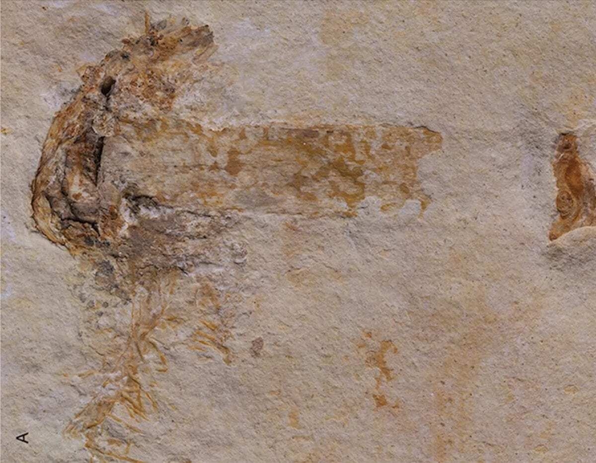 Scientists Reveal Magic Mushrooms Existed For Over 60 Million Years Before Humans