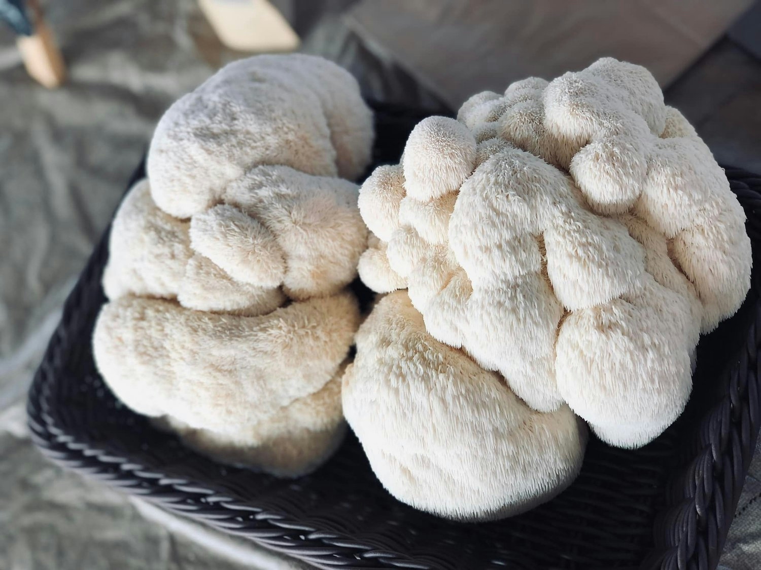 The 7 Essential Lion’s Mane Mushroom Benefits