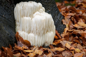 The 7 Essential Lion’s Mane Mushroom Benefits