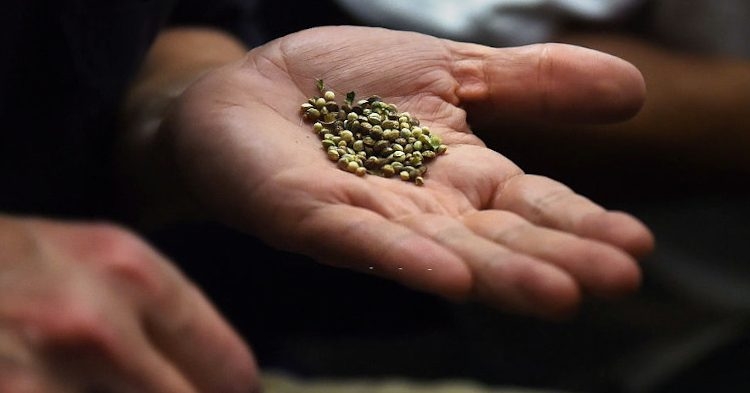 How Much Do Weed Seeds Cost?