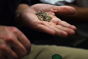 How Much Do Weed Seeds Cost?