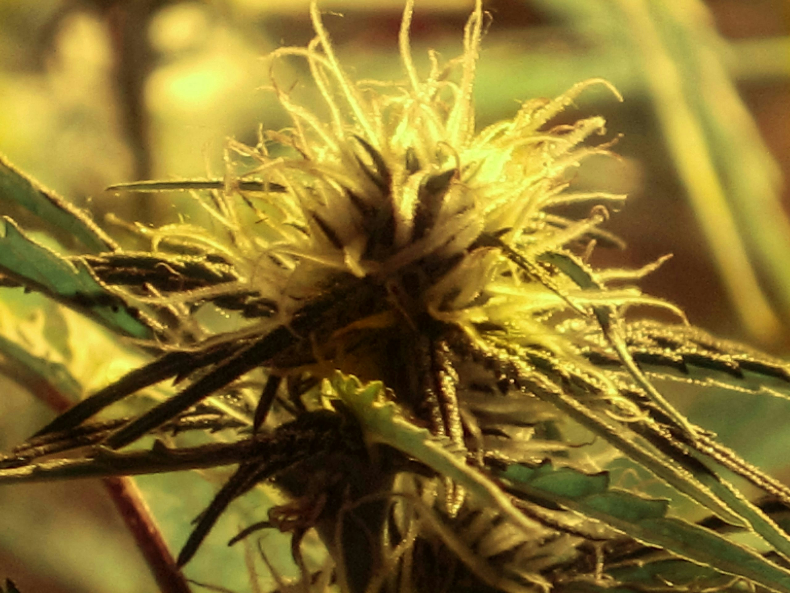 The Strongest Indica Strains of 2025