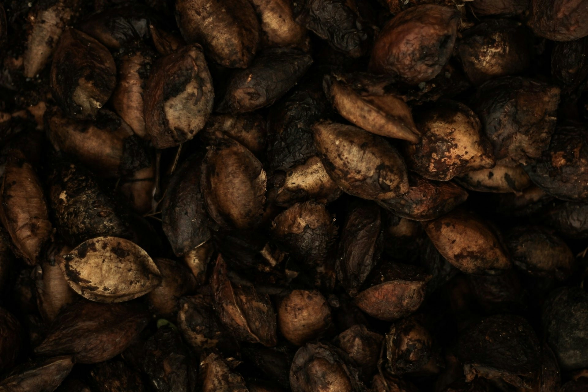 Seedsman Seeds: If You’re Looking for Seed Diversity, This Is The Place