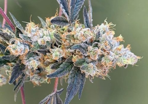 The Strongest Strains On The Planet