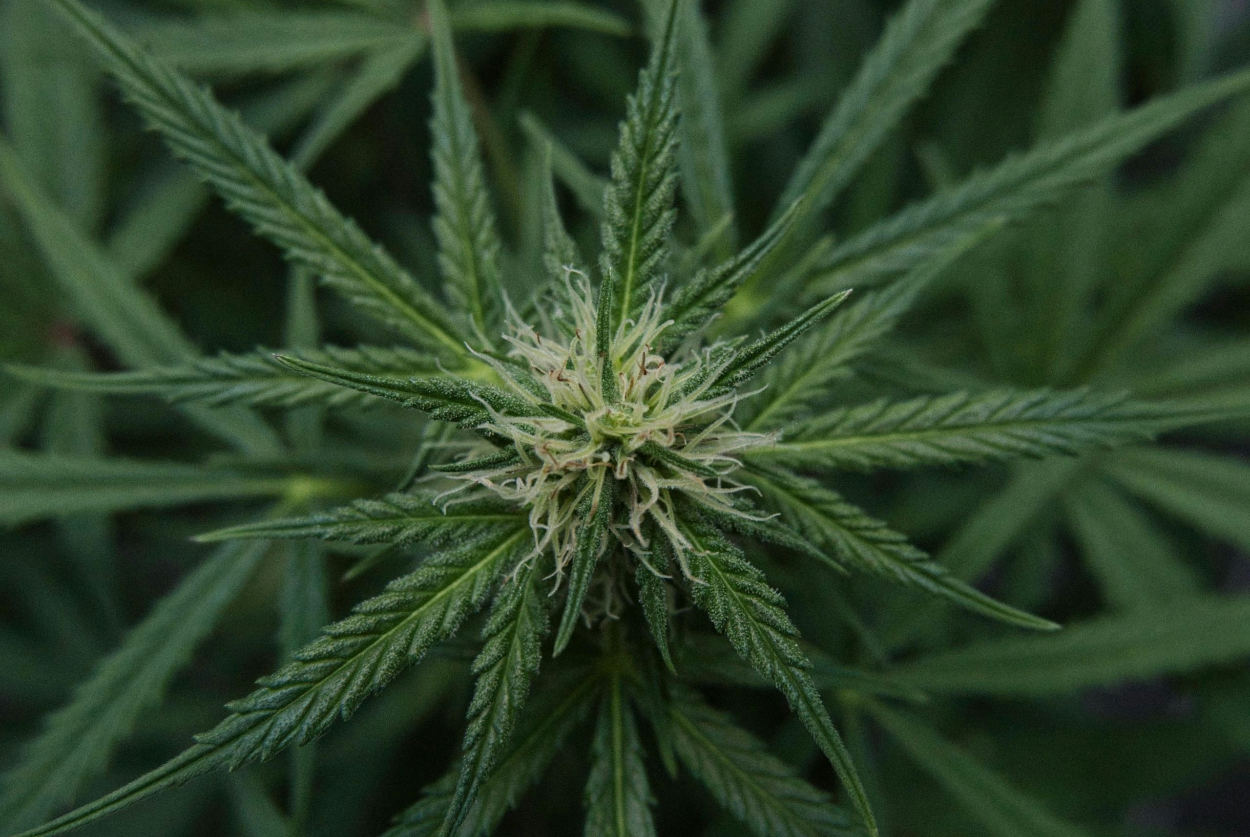 Where Can You Find The Best Weed In Michigan In 2025