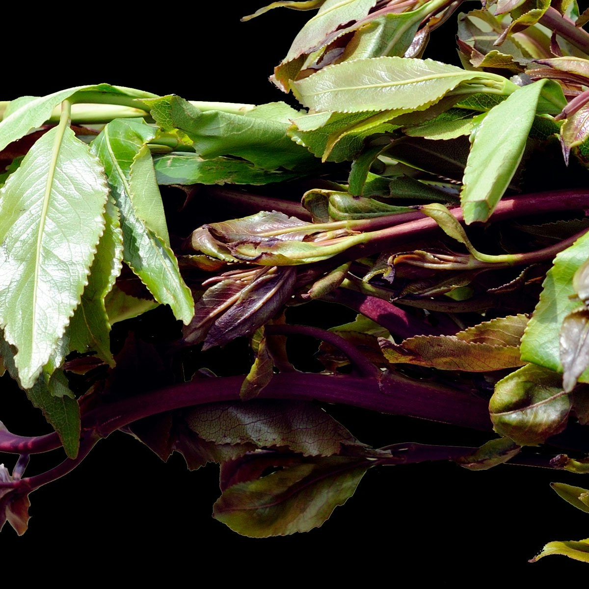 Khat: Effects, Use, And Legal Status Of The Psychoactive Plant