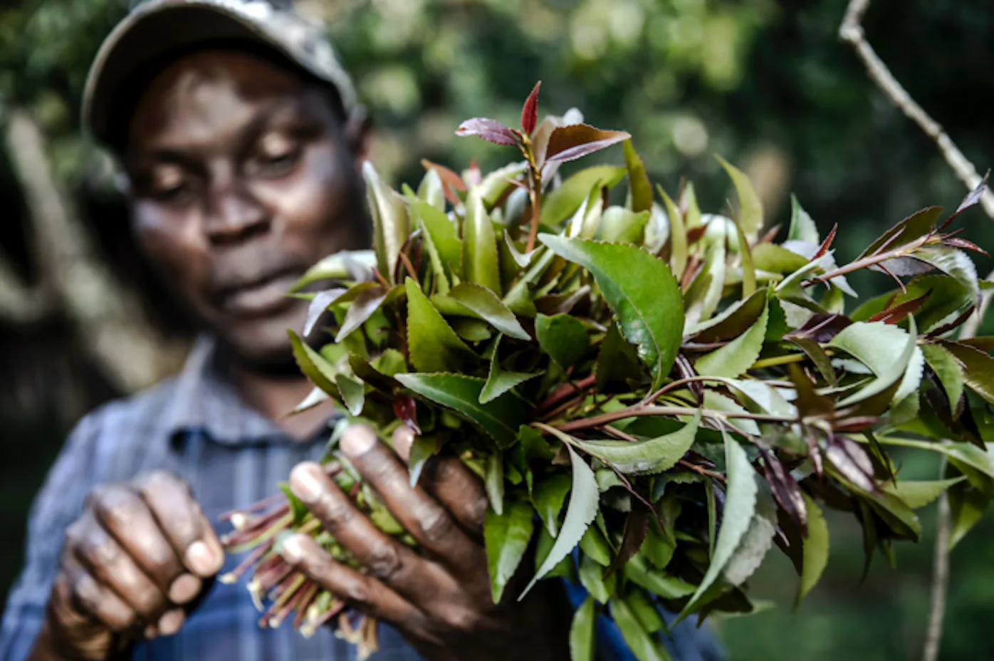 Khat: Effects, Use, And Legal Status Of The Psychoactive Plant | Herb