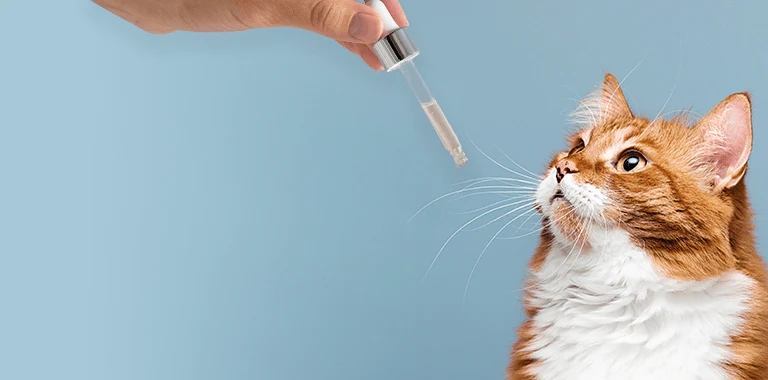 CBD Oil For Cats: What You Need To Know