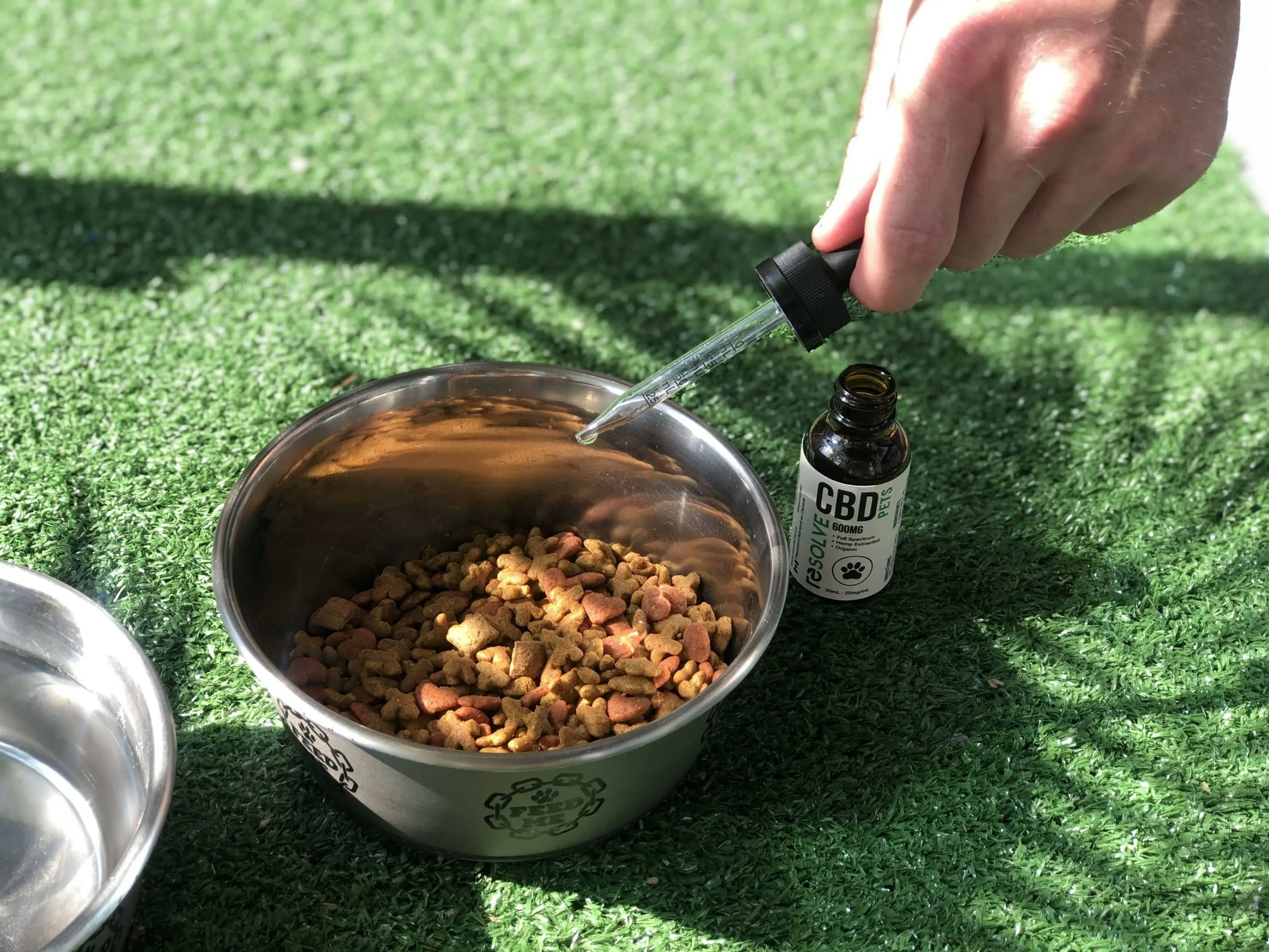 CBD Oil For Cats: What You Need To Know