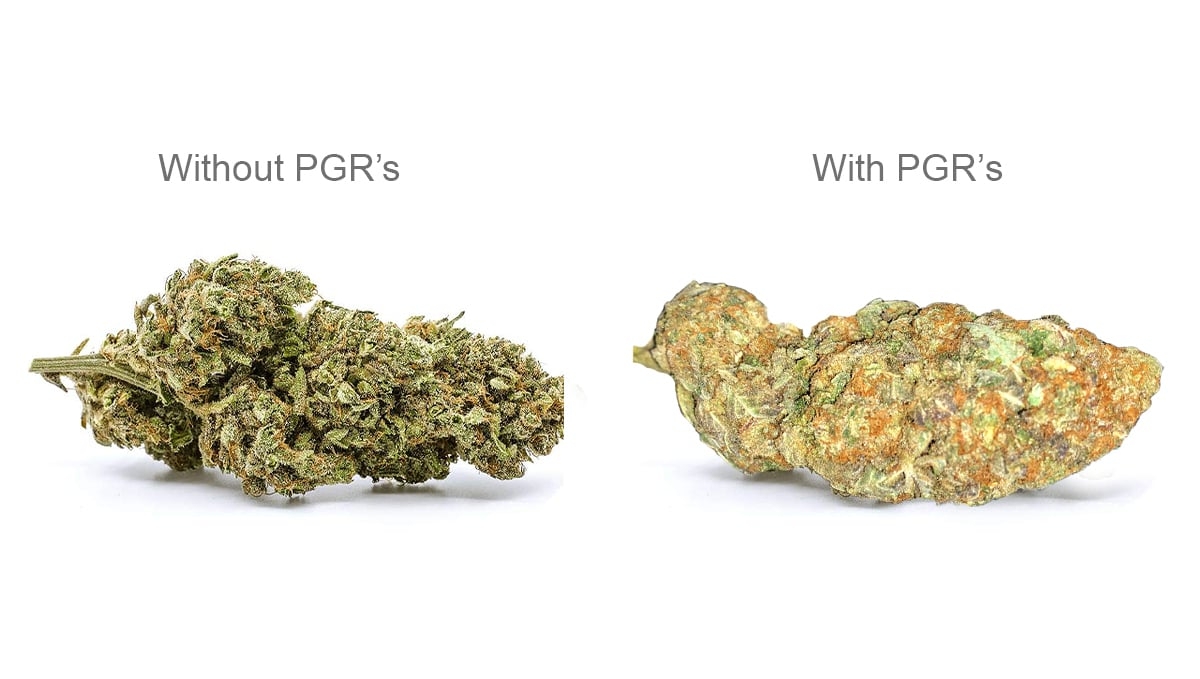 What Is PGR Cannabis?