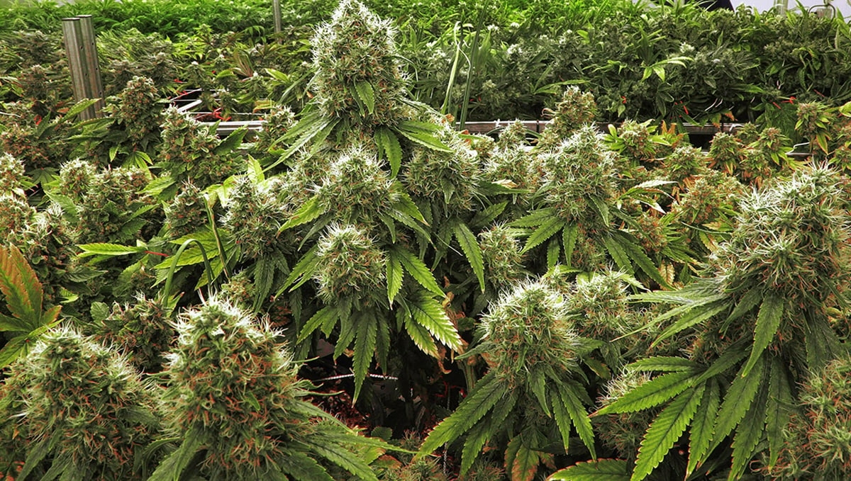 What Is PGR Cannabis?