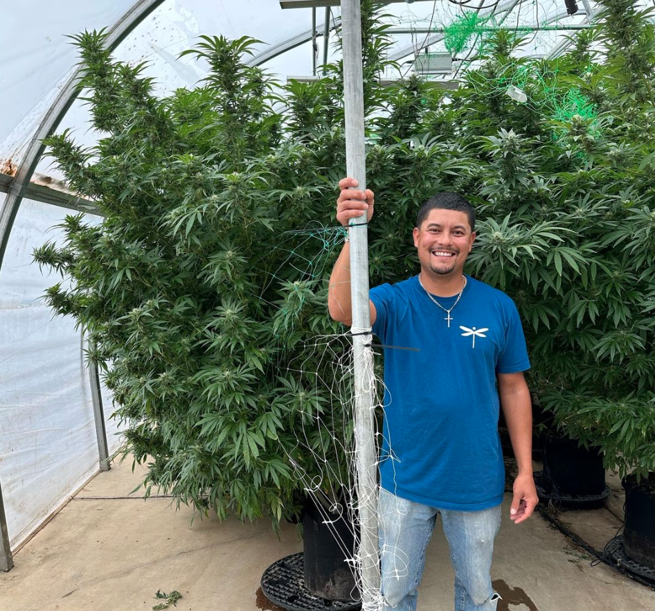 The Top Premium Cannabis Strains Of 2025