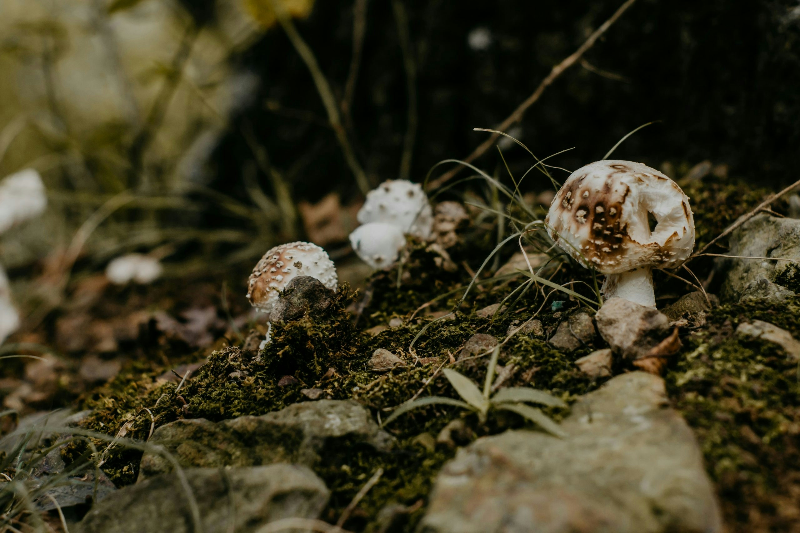 Mushroom Foraging: Guide To Harvesting Nature’s Hidden Gems
