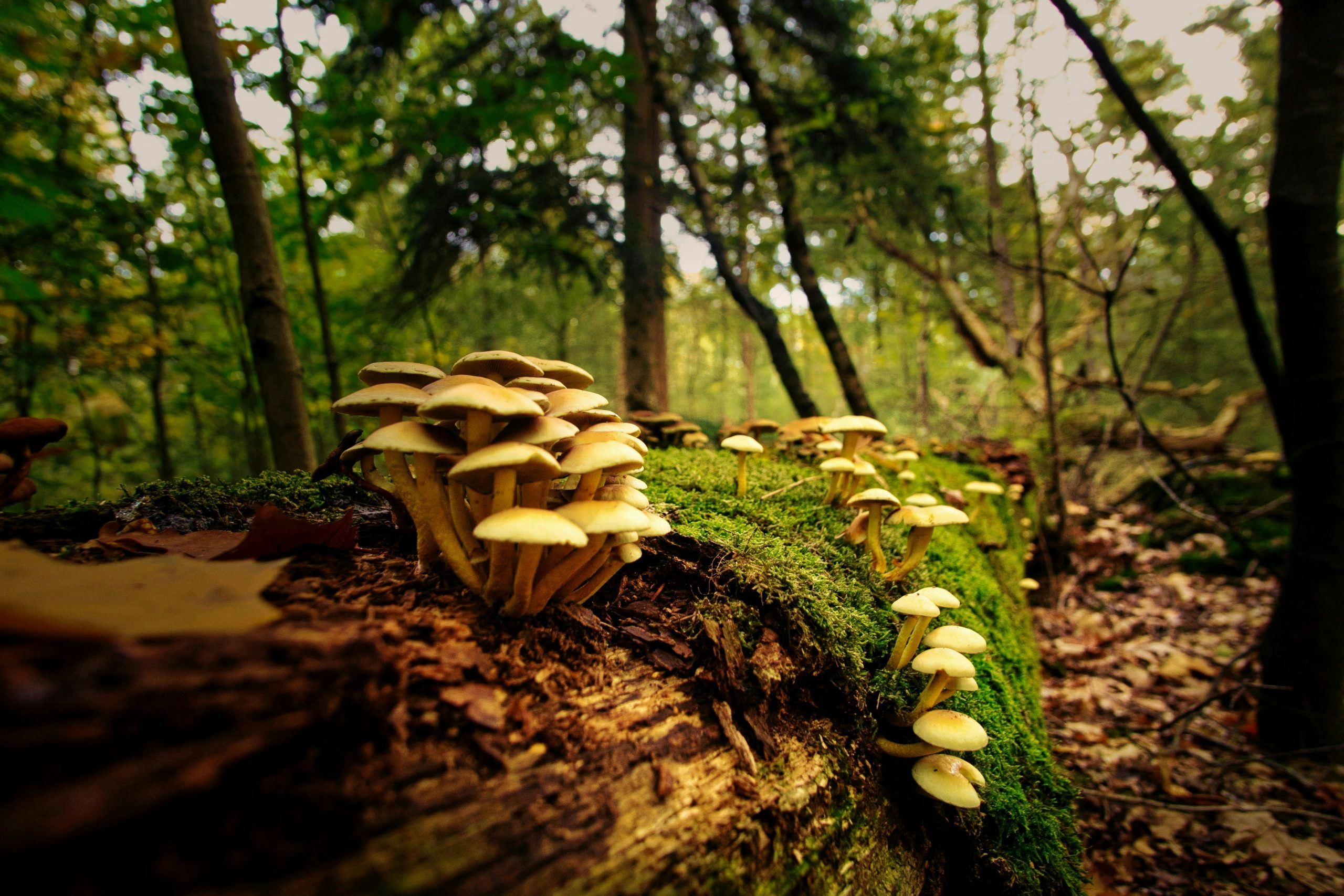 Mushroom Foraging: Guide To Harvesting Nature’s Hidden Gems