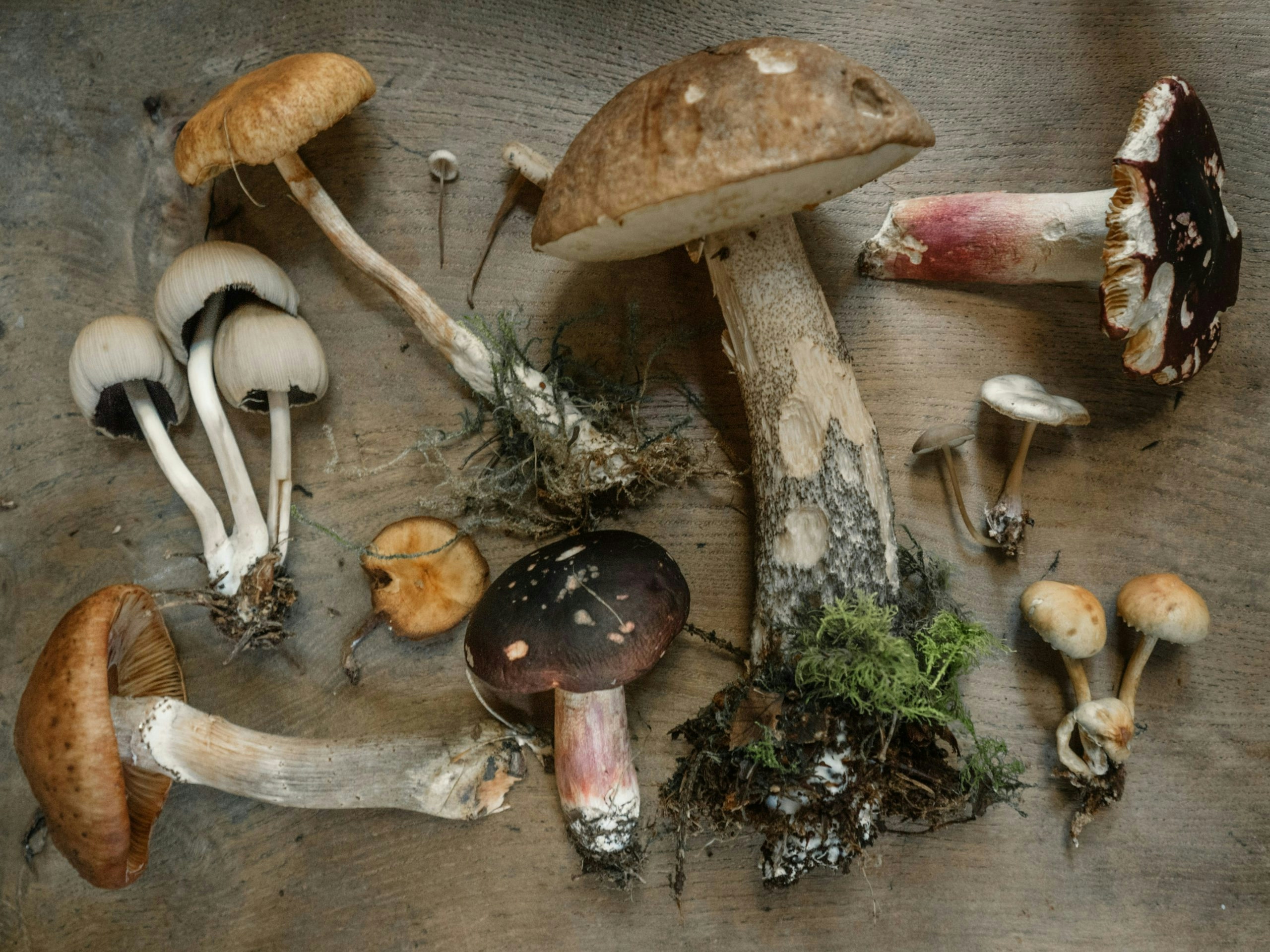 Mushroom Foraging: Guide To Harvesting Nature’s Hidden Gems