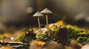 Mushroom Foraging: Guide To Harvesting Nature’s Hidden Gems