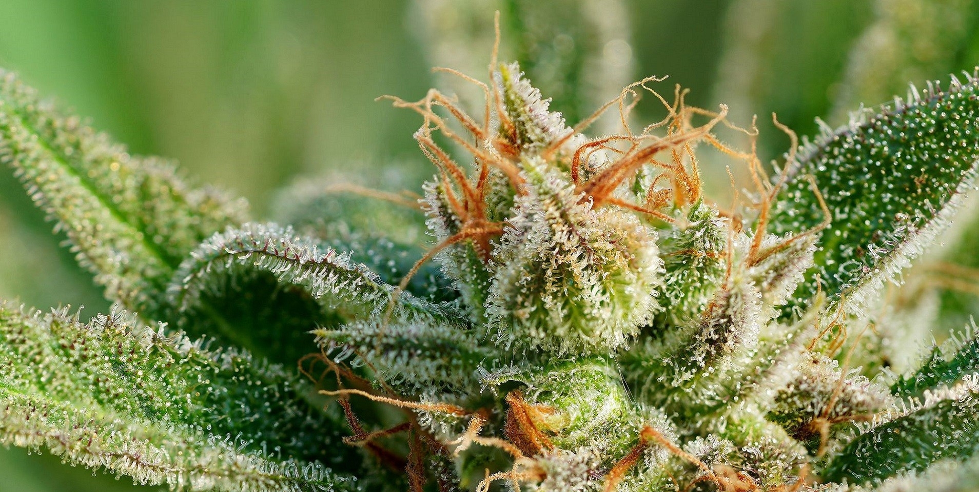 What Are Trichomes & What Do They Do?