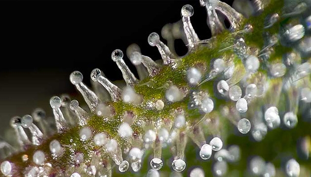 What Are Trichomes & What Do They Do?