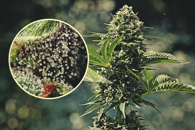 What Are Trichomes & What Do They Do?