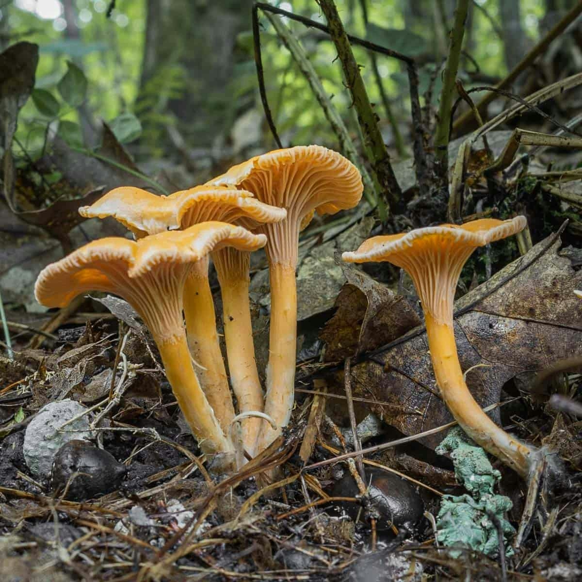 Mushroom Foraging: Guide To Harvesting Nature’s Hidden Gems