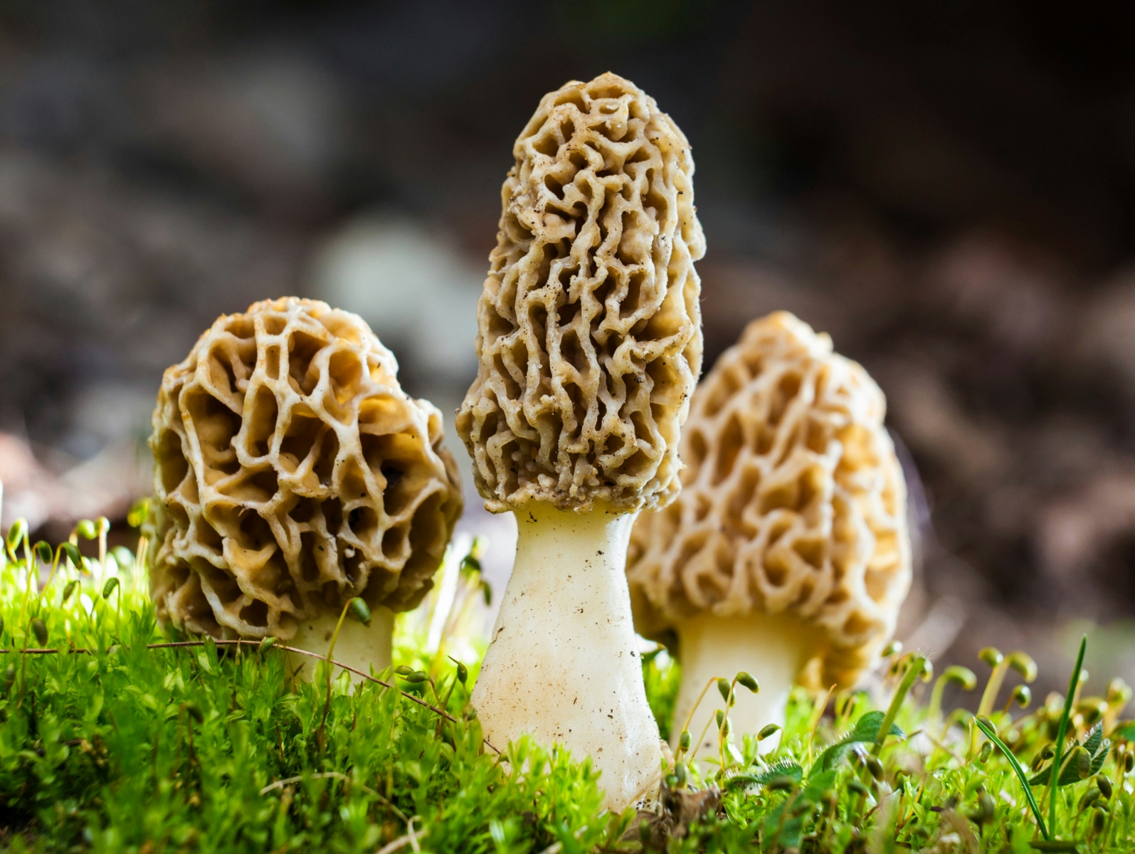 Mushroom Foraging: Guide To Harvesting Nature’s Hidden Gems