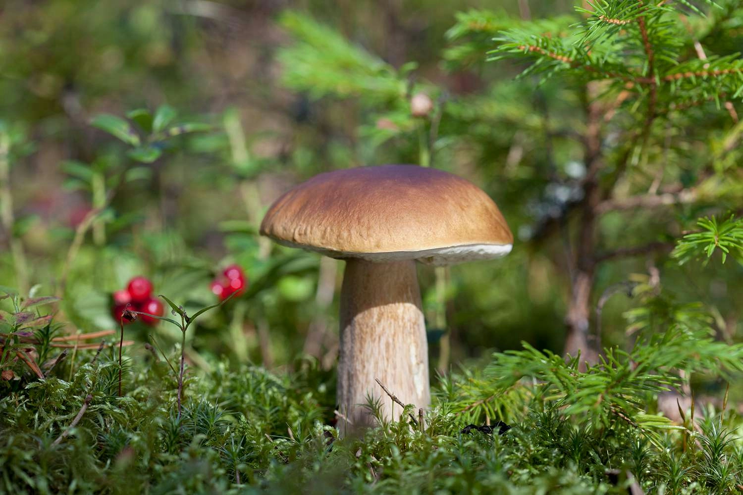 Mushroom Foraging: Guide To Harvesting Nature’s Hidden Gems