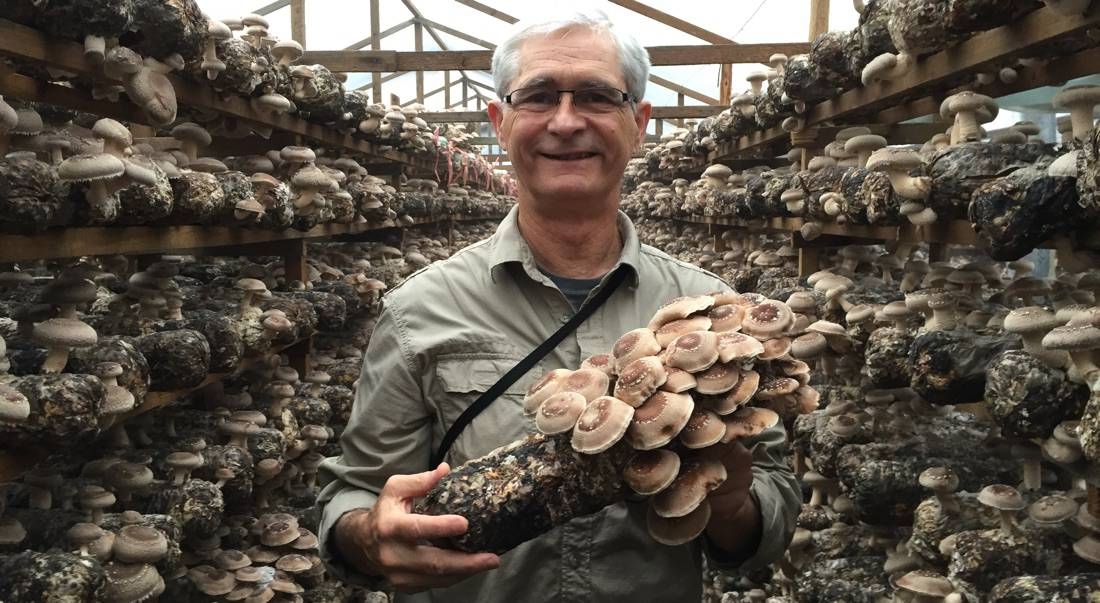 66,000 Pounds Strong: Nammex’s Revolution In Organic Mushroom Production