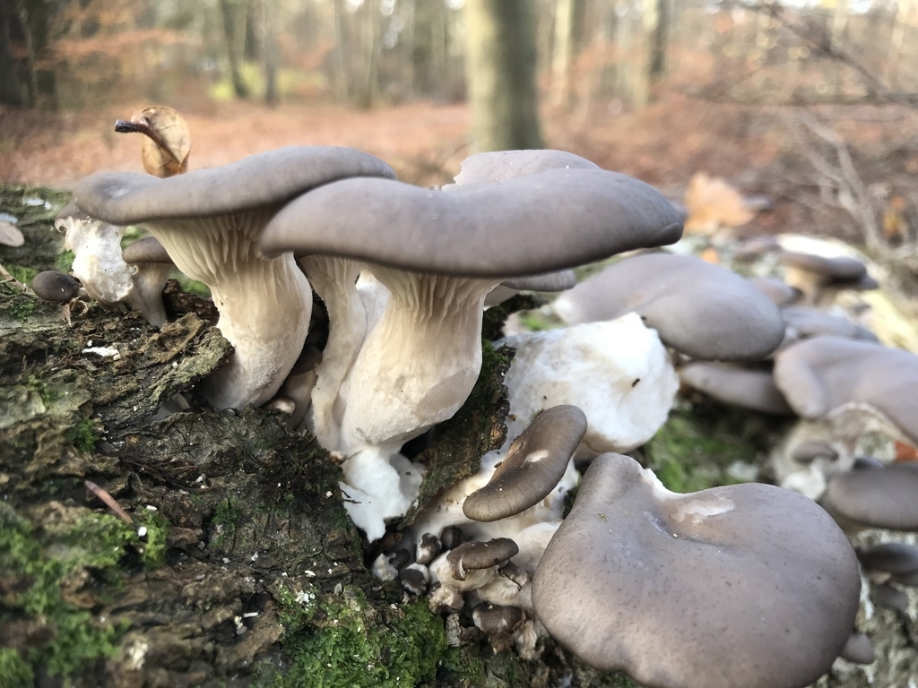 Mushroom Foraging: Guide To Harvesting Nature’s Hidden Gems