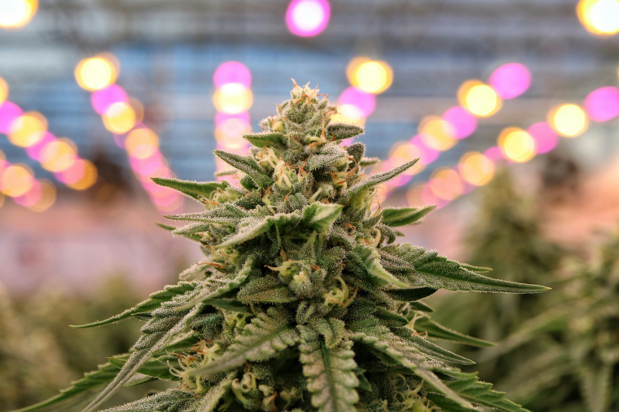 Slang For Weed In Spanish: 8 Essential Terms