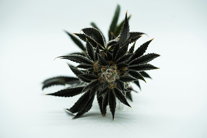 The Best Weed Strains For Male Arousal