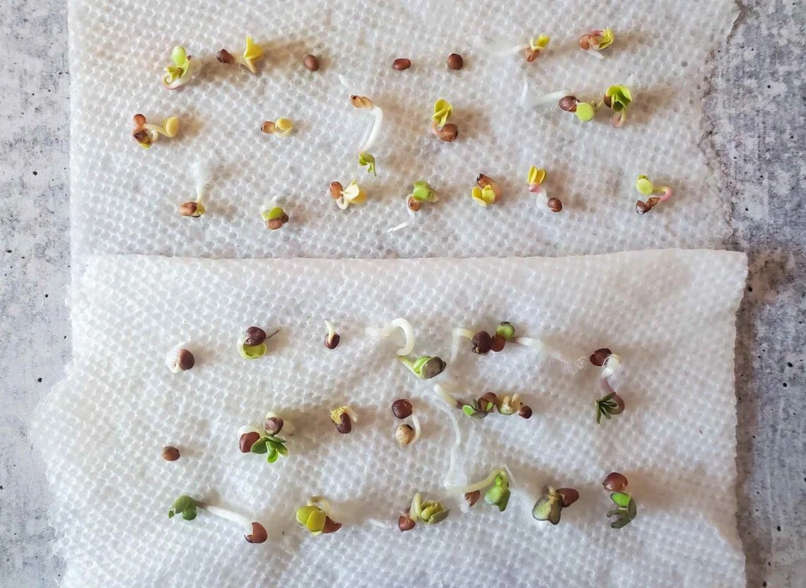 Growing Cannabis Seeds: Here’s Everything You Need To Know