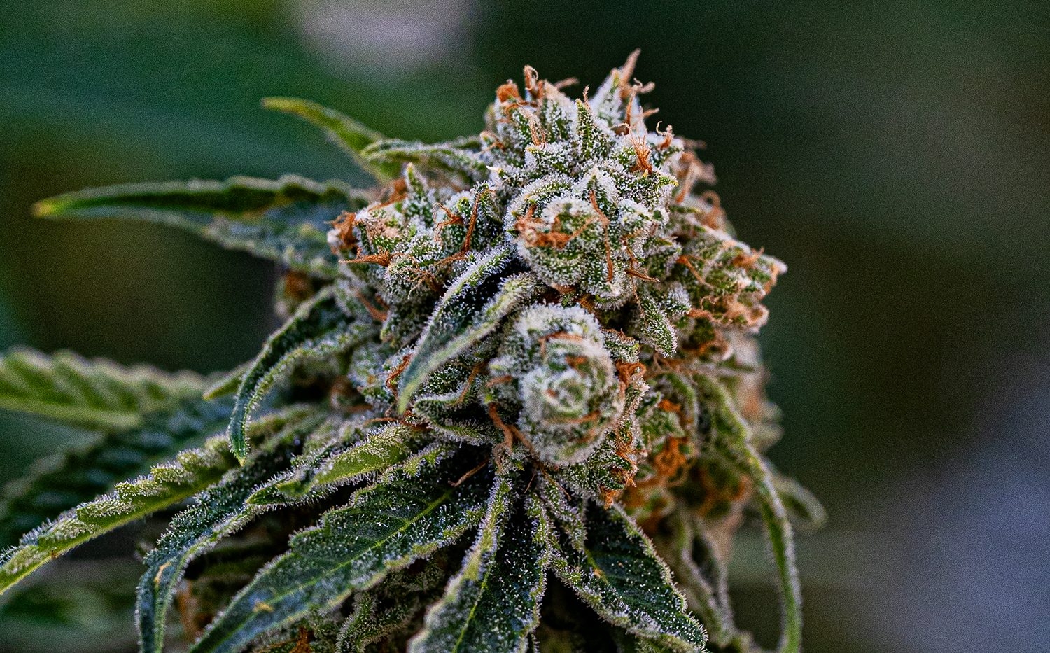 Growing Cannabis Seeds: Here’s Everything You Need To Know