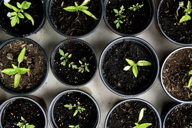 Growing Cannabis Seeds: Here’s Everything You Need To Know